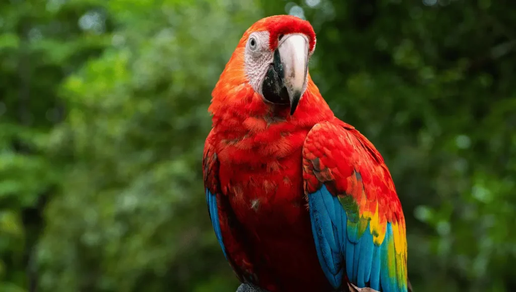 Understanding the Parrot Head Culture