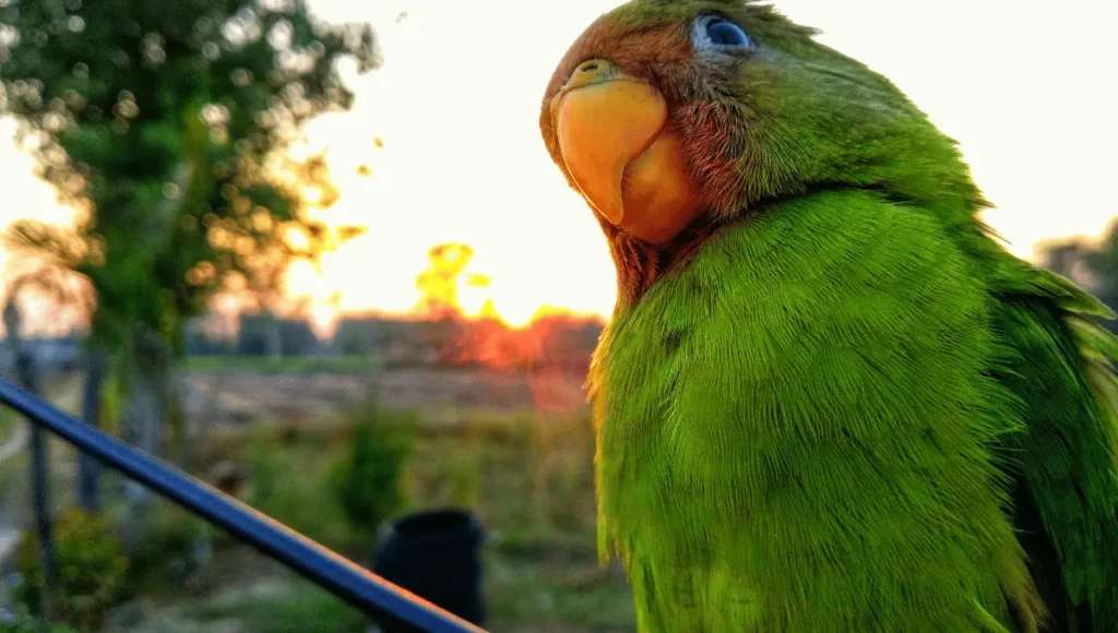 how to cut parrot nails