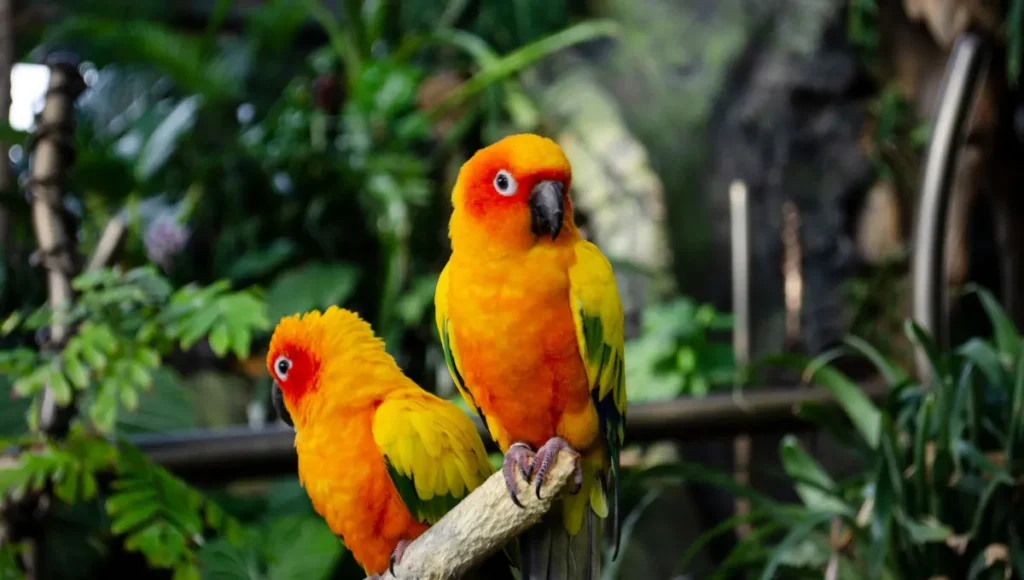 Behavioral Clues to Determine Parrot Gender