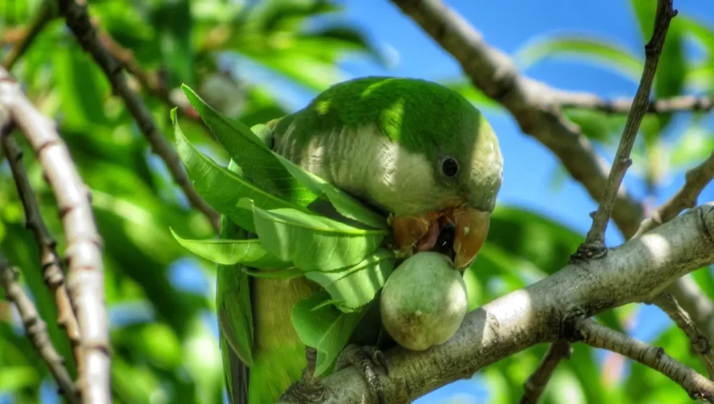 Habitat of the Austral Parakeet