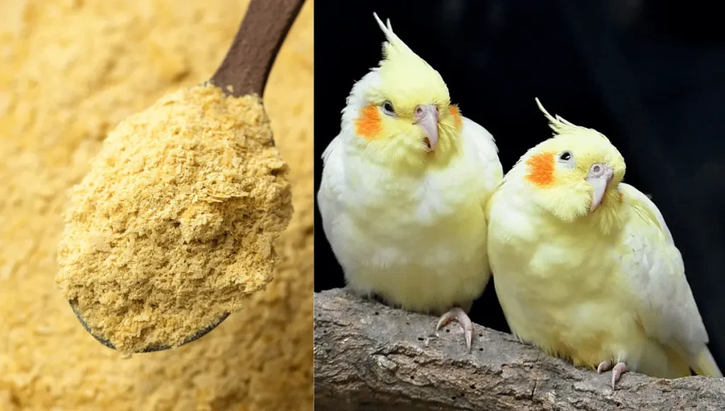 Can Parrots Eat Nutritional Yeast?