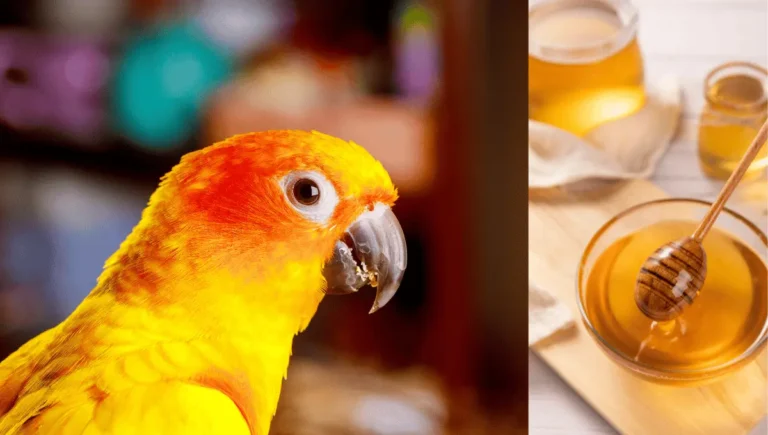 Can Parrots Eat Honey? Safe Treat or Hidden Danger?