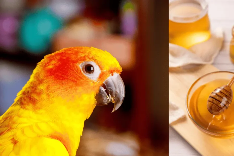 Can Parrots Eat Honey? Safe Treat or Hidden Danger?