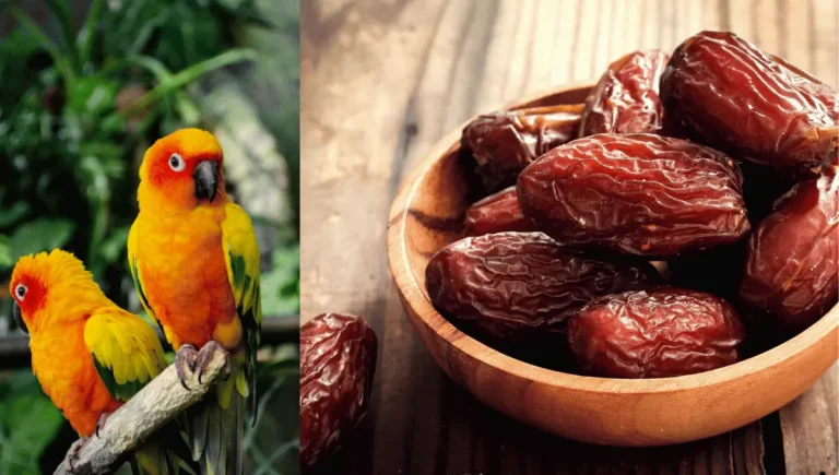 Can Parrots Eat Dates? A Complete Guide for Owners