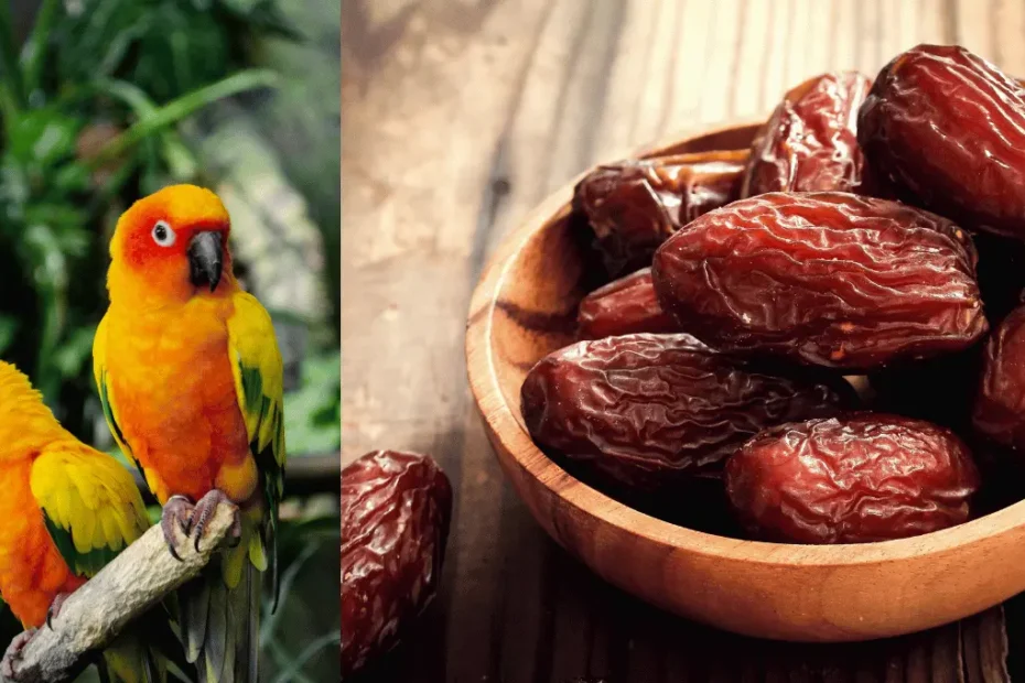 Can Parrots Eat Dates? A Complete Guide for Owners