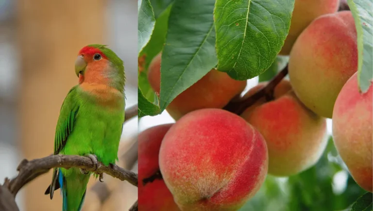 Can Parrots Eat Peaches? Everything You Need to Know