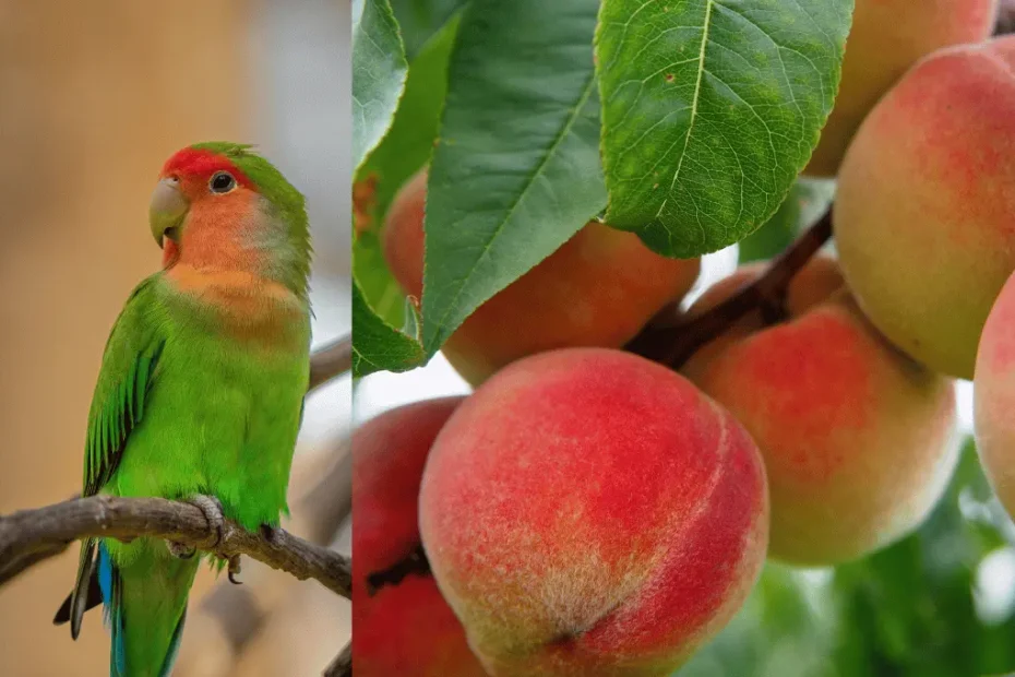 Can Parrots Eat Peaches? Everything You Need to Know