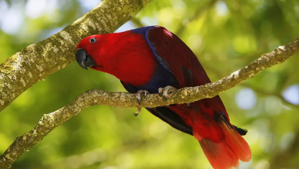 Why Knowing Your Parrot’s Gender Matters