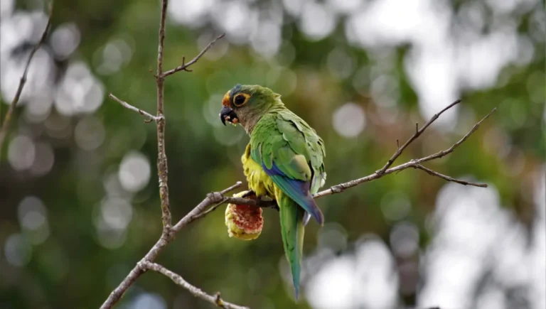 Austral Parakeet Facts: Habitat, Diet, and Behavior