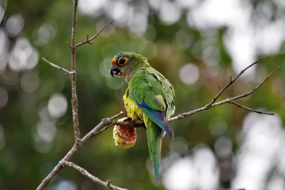 Austral Parakeet Facts: Habitat, Diet, and Behavior