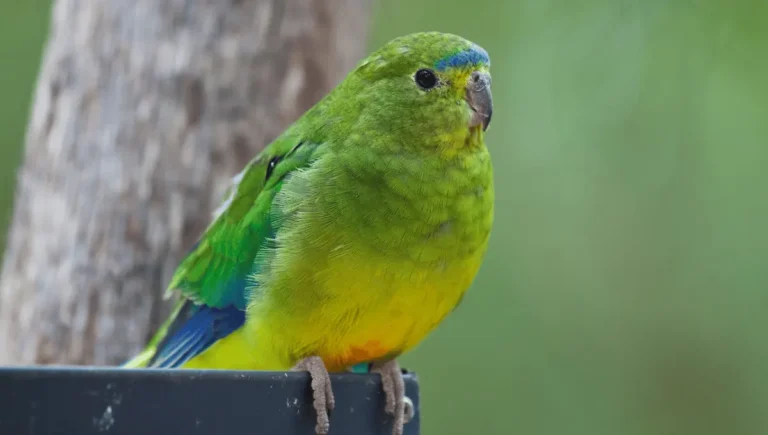 Orange-Bellied Parrot: A Rare Beauty in Danger