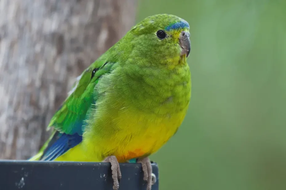 Orange-Bellied Parrot: A Rare Beauty in Danger