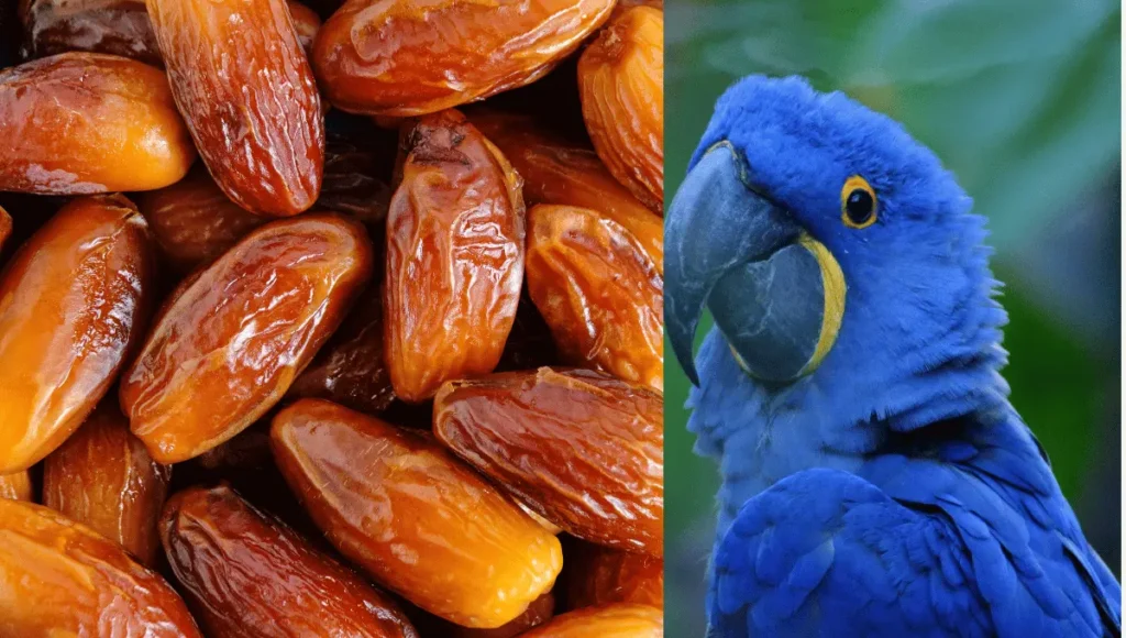 How to Feed Dates to Parrots