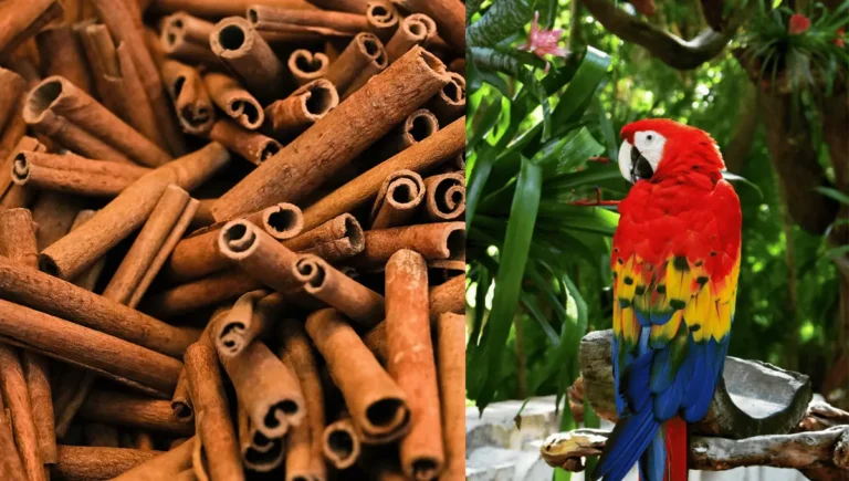 Can Parrots Eat Cinnamon? Safe Spices for Your Bird