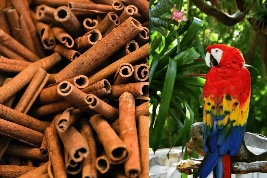 Can Parrots Eat Cinnamon? Safe Spices for Your Bird