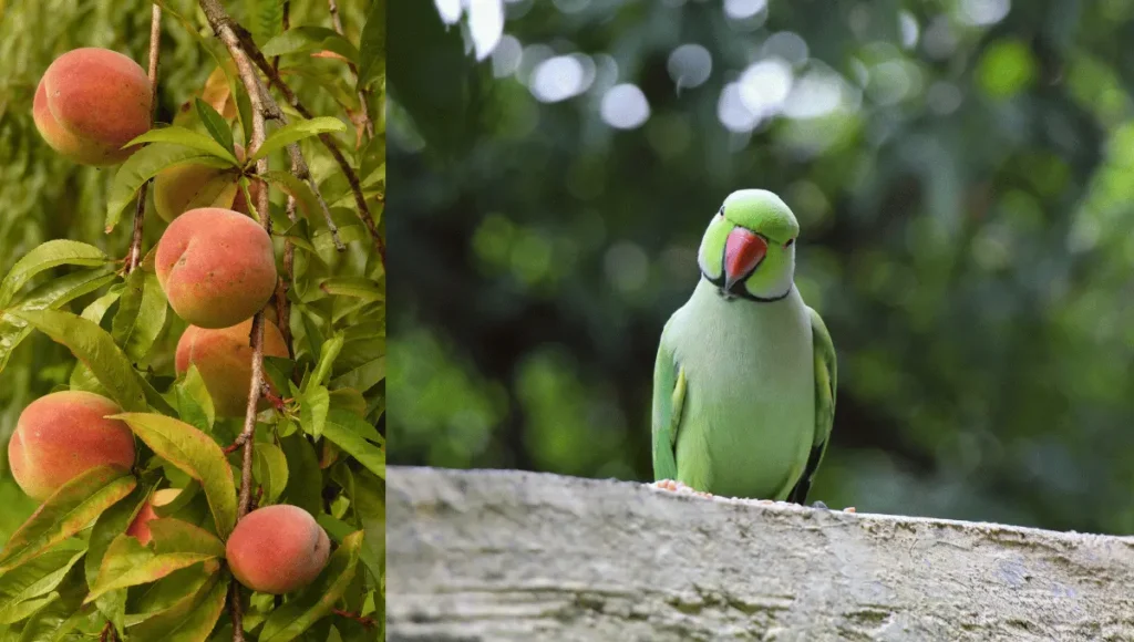 Can Parrots Eat Peaches?