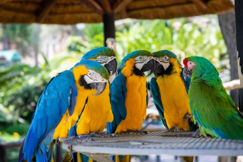 How to Know Parrot Is Male or Female: A Quick Guide