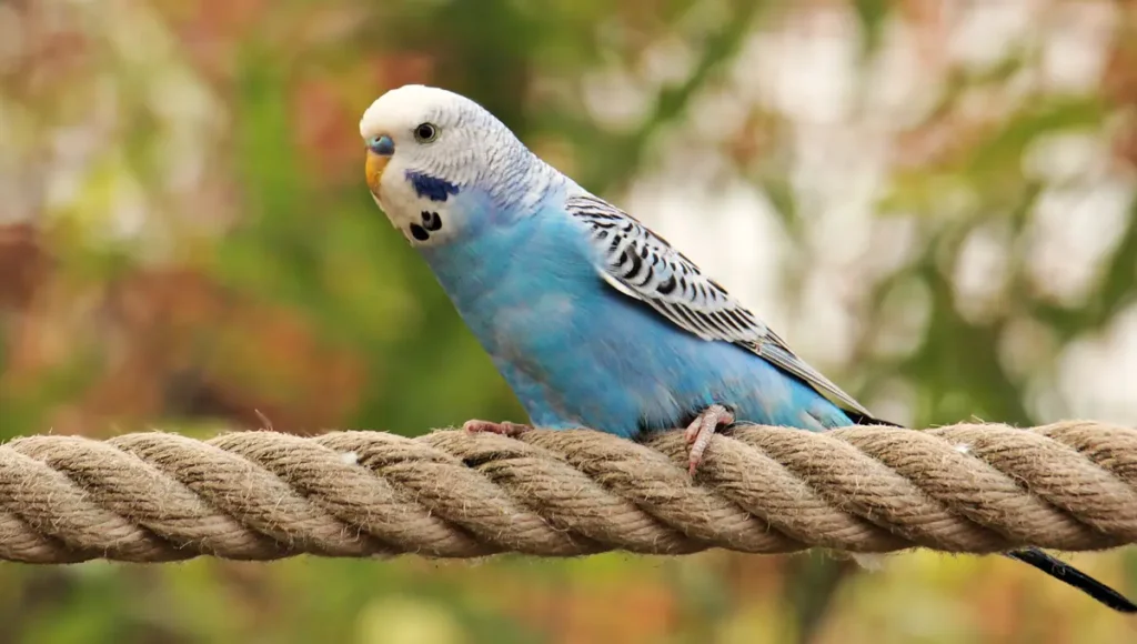 Carolina Parakeet’s