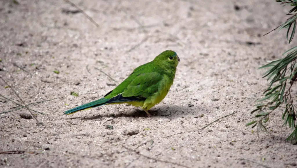 Orange-Bellied Parrot’s