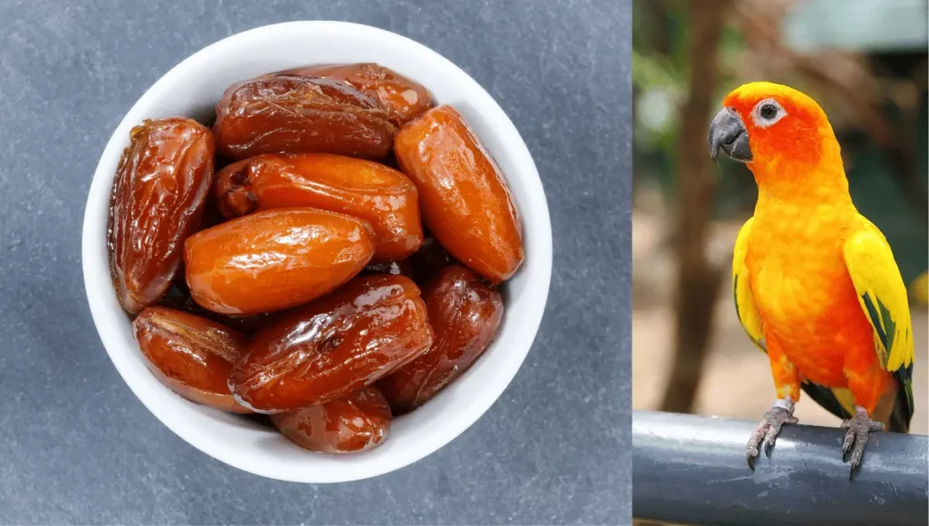 parrots can enjoy dates