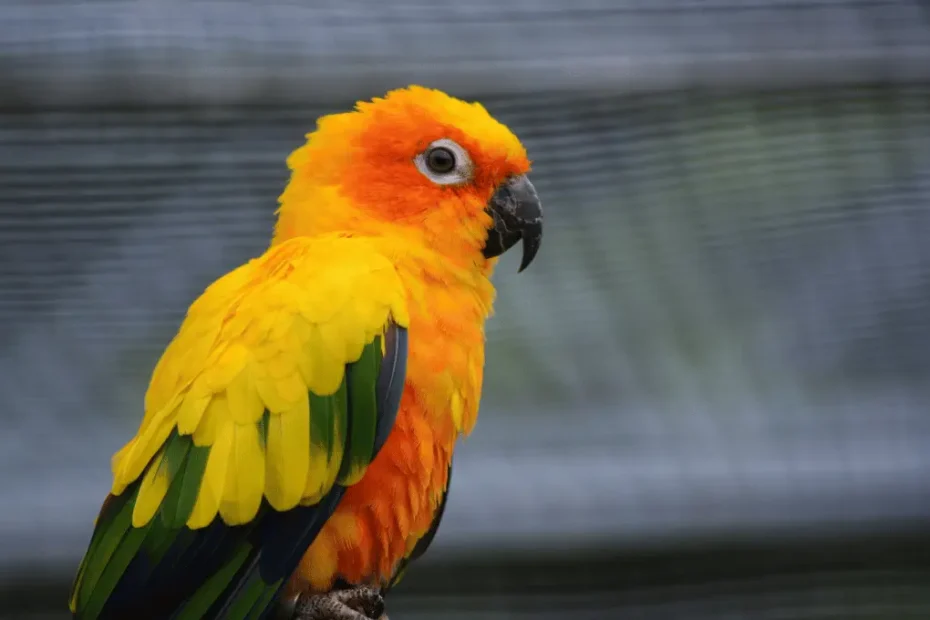 How to Keep a Parrot at Home: Essential Tips & Care