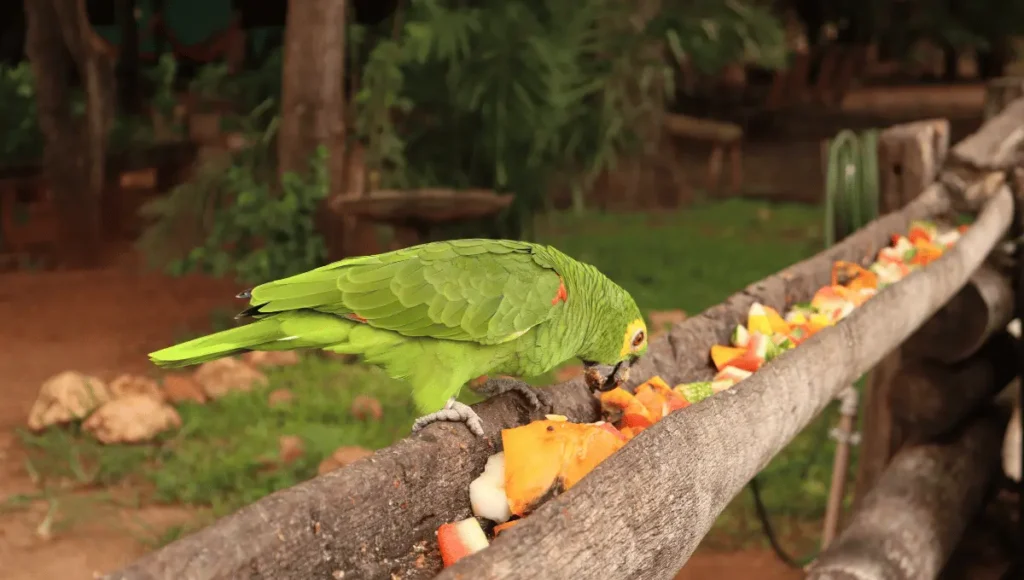 How to Safely Feed Peaches to Your Parrot