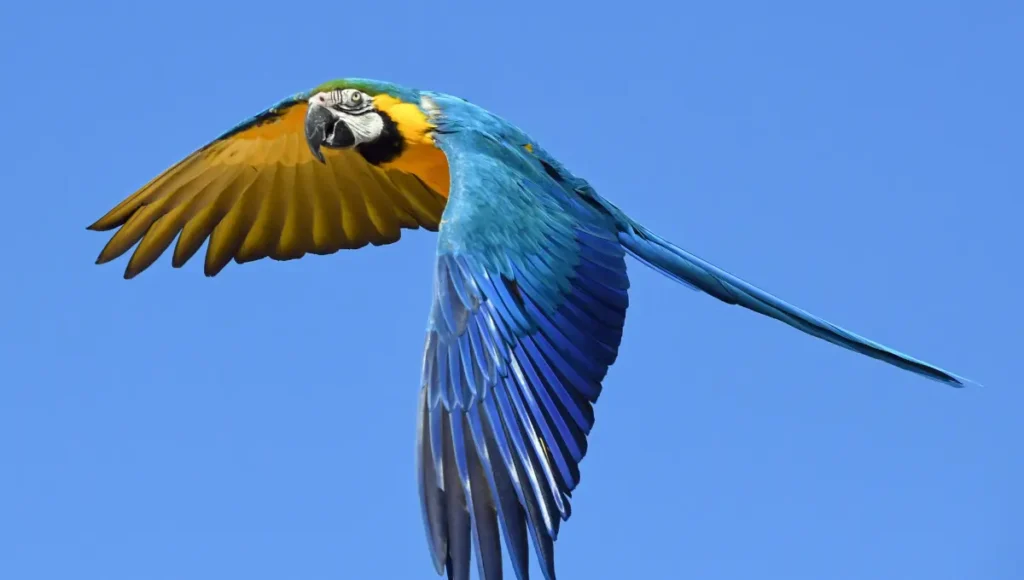 Visual Differences Between Male and Female Parrots