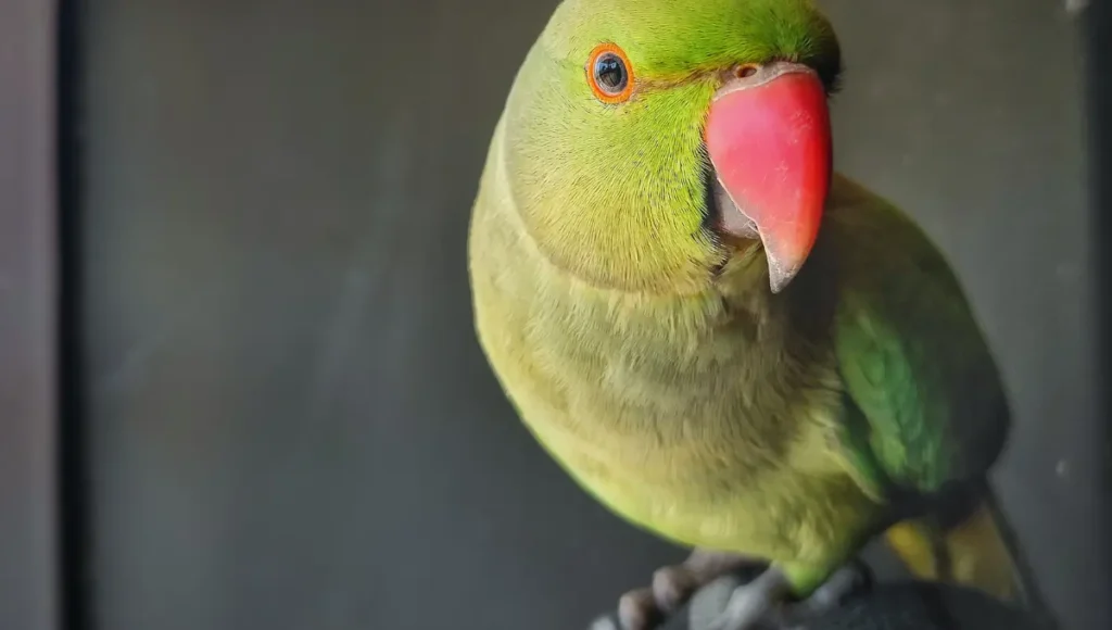 Diet of the Austral Parakeet