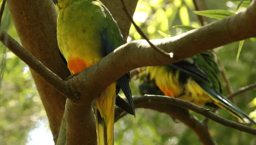 What is the Orange-Bellied Parrot?