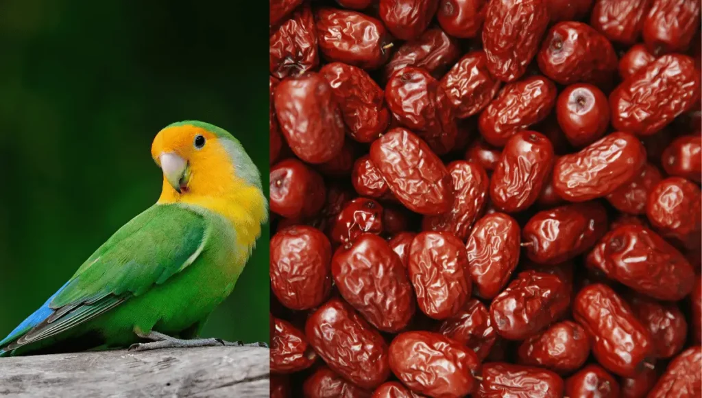 Alternative Healthy Treats for Parrots