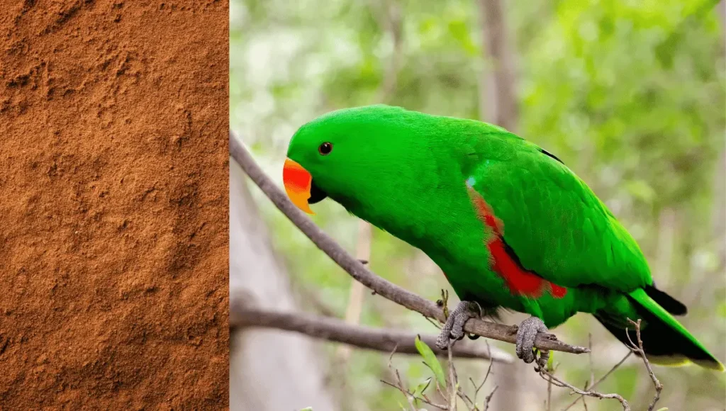 Is Cinnamon Safe for Parrots?