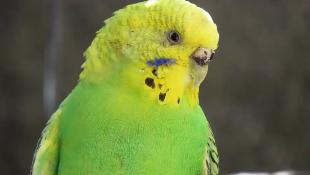 Austral Parakeet