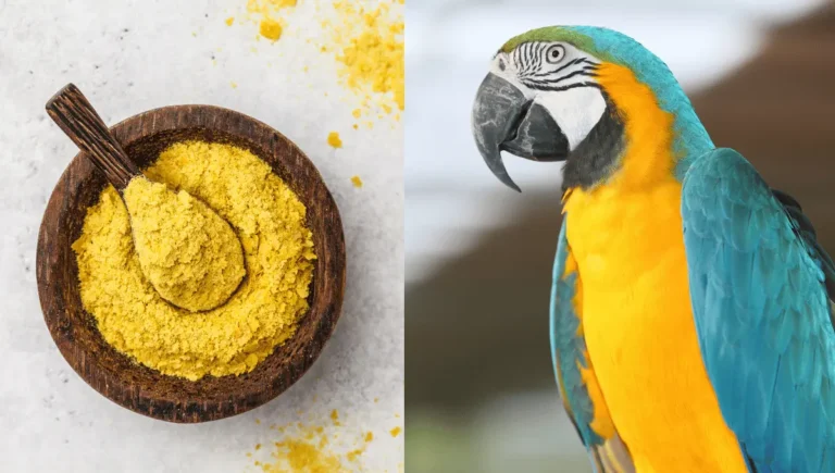 Can Parrots Eat Nutritional Yeast: Is It Safe and Healthy?