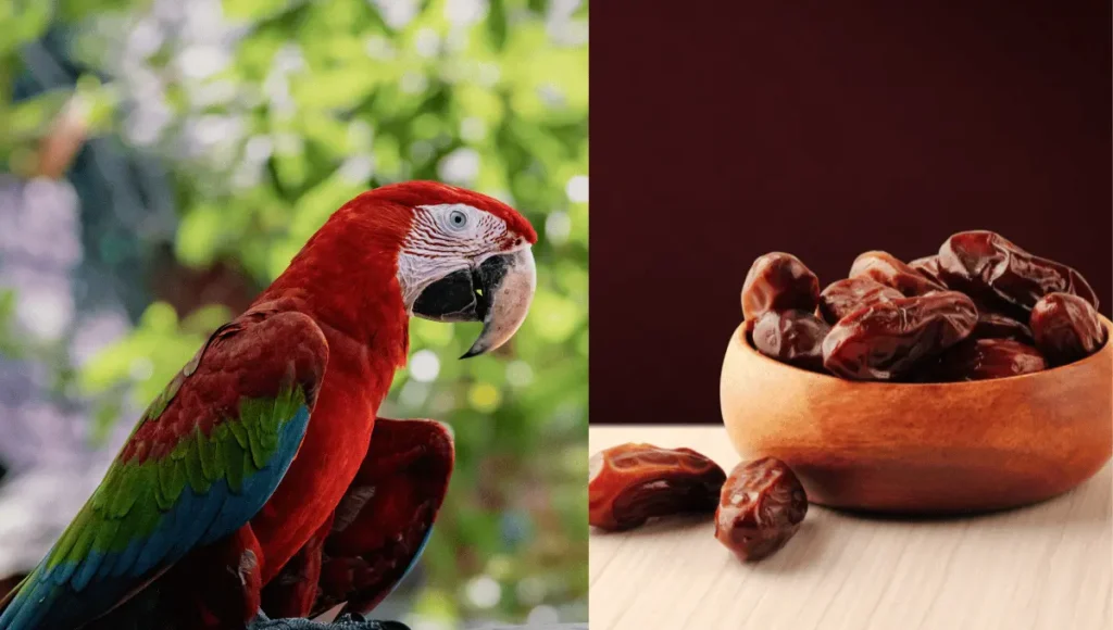 Can Parrots Eat Dates?