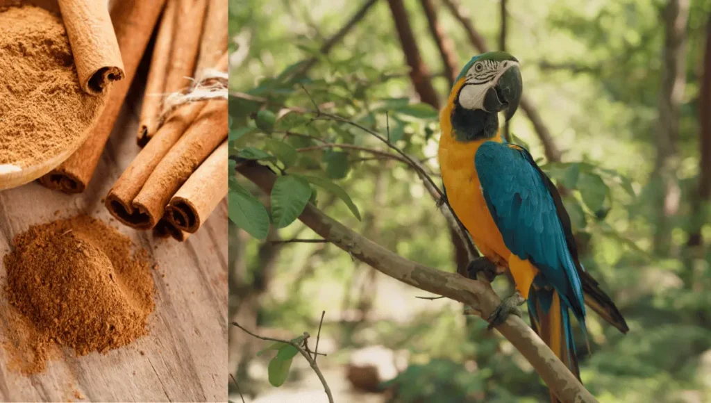 Potential Benefits of Cinnamon for Parrots