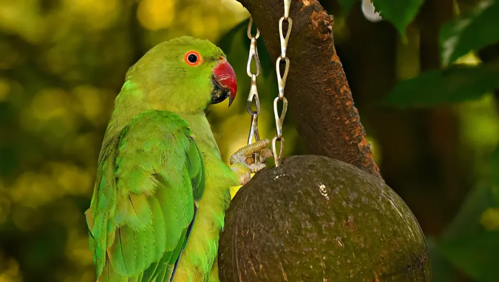 Carolina Parakeet