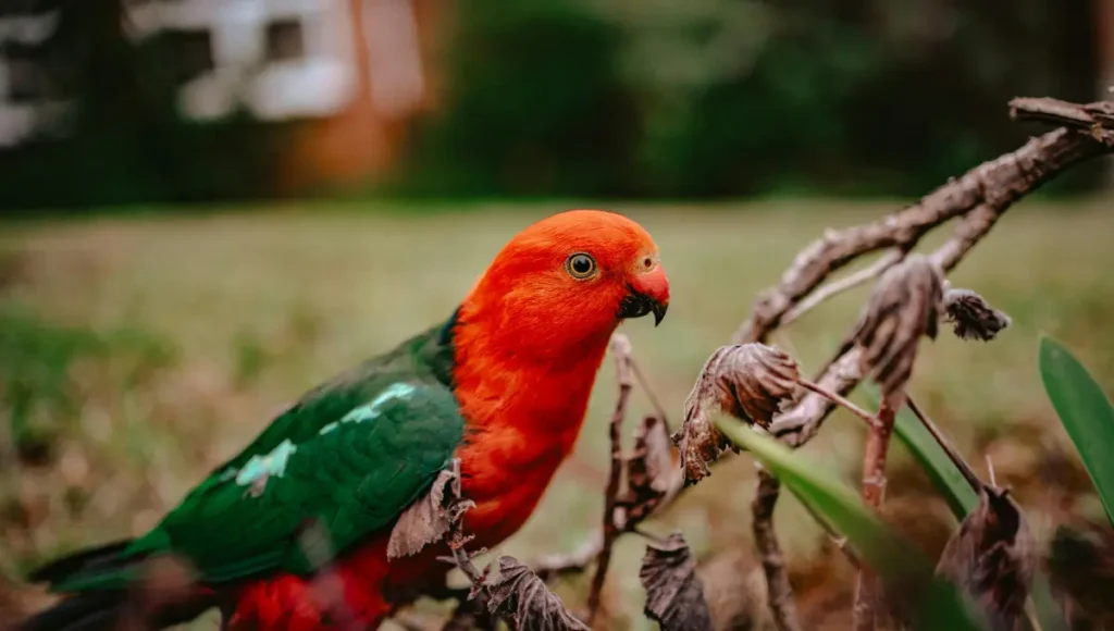 how to know parrot is male or female