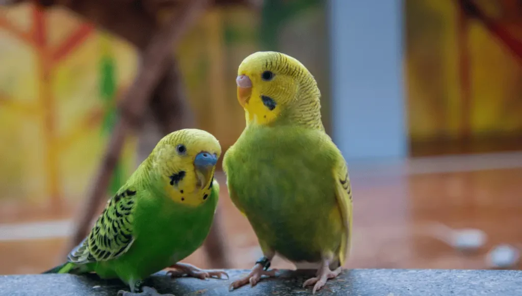 Understanding Parrot Breathing