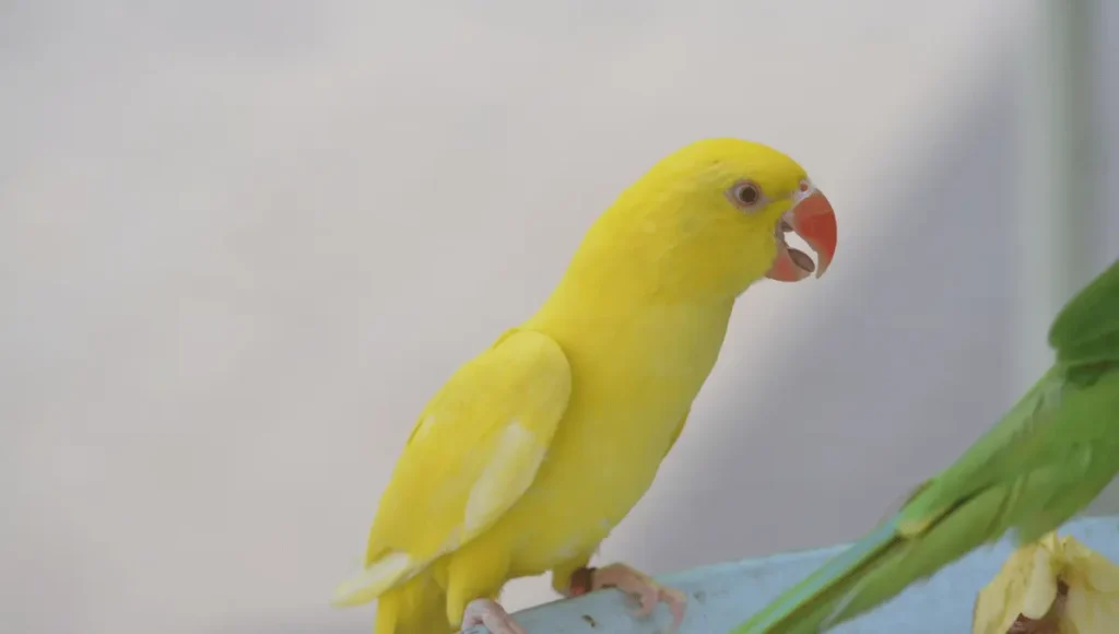 Step-by-Step Guide to Parrot Breathing Exercises